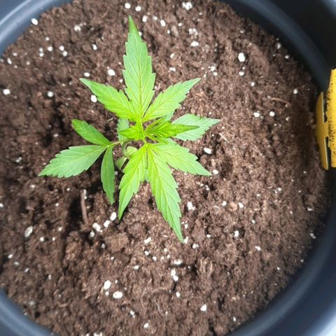 Michael & Jimmy - BCN Critical XXL growlog timeline photo