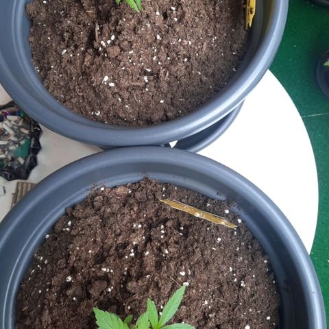 Michael & Jimmy - BCN Critical XXL growlog timeline photo