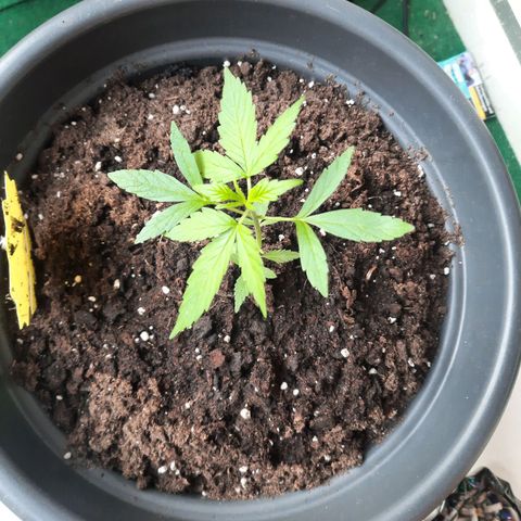 Michael & Jimmy - BCN Critical XXL growlog timeline photo
