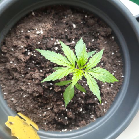 Michael & Jimmy - BCN Critical XXL growlog timeline photo