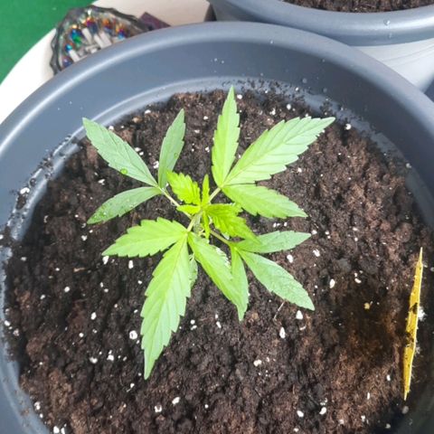 Michael & Jimmy - BCN Critical XXL growlog timeline photo