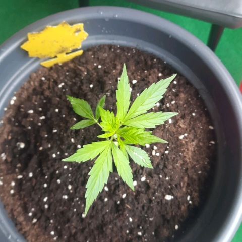 Michael & Jimmy - BCN Critical XXL growlog timeline photo