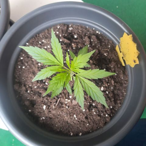 Michael & Jimmy - BCN Critical XXL growlog timeline photo