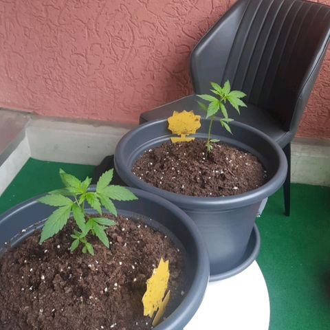 Michael & Jimmy - BCN Critical XXL growlog timeline photo