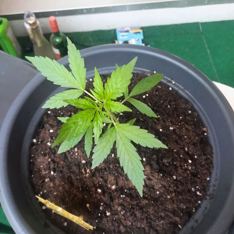 Michael & Jimmy - BCN Critical XXL growlog timeline photo