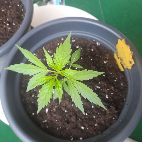 Michael & Jimmy - BCN Critical XXL growlog timeline photo