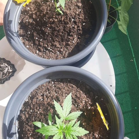 Michael & Jimmy - BCN Critical XXL growlog timeline photo