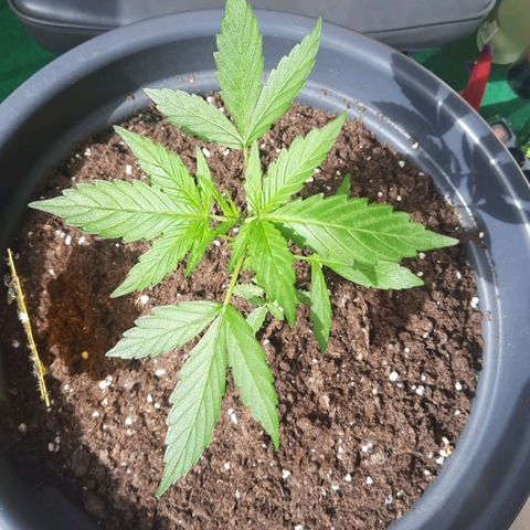 Michael & Jimmy - BCN Critical XXL growlog timeline photo