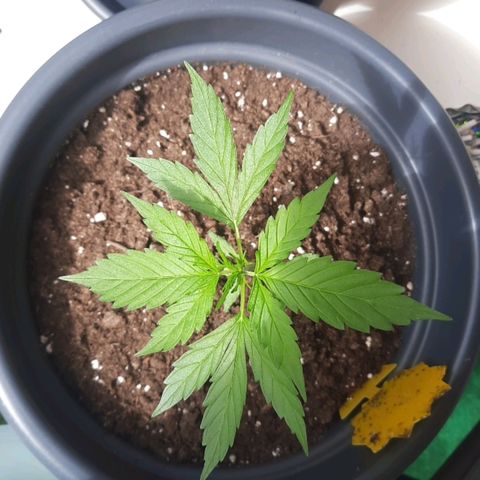 Michael & Jimmy - BCN Critical XXL growlog timeline photo
