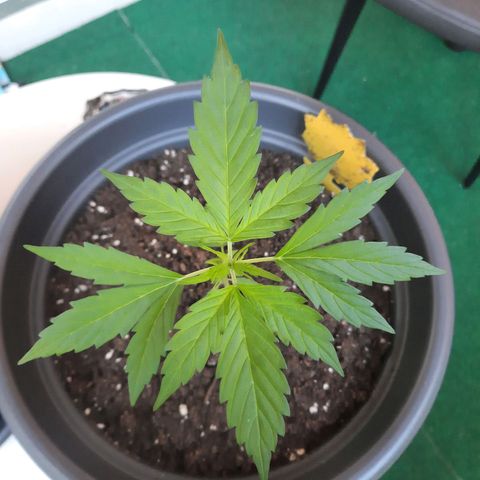 Michael & Jimmy - BCN Critical XXL growlog timeline photo
