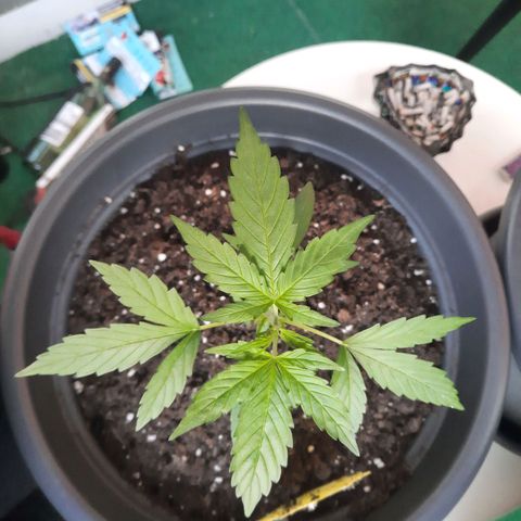 Michael & Jimmy - BCN Critical XXL growlog timeline photo