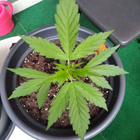 Michael & Jimmy - BCN Critical XXL growlog timeline photo