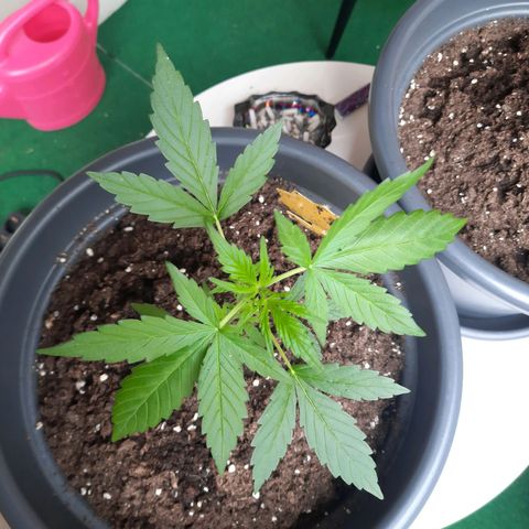 Michael & Jimmy - BCN Critical XXL growlog timeline photo