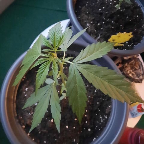Michael & Jimmy - BCN Critical XXL growlog timeline photo