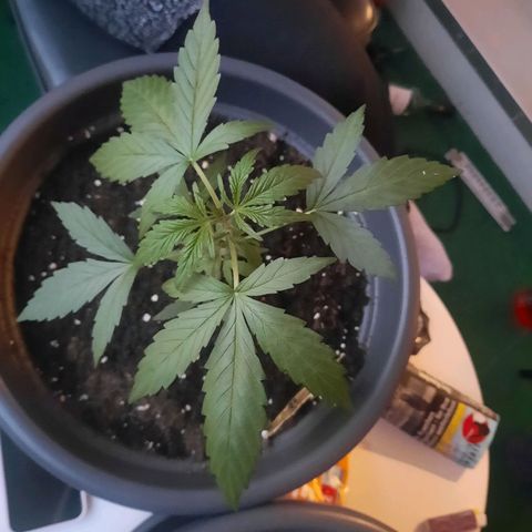 Michael & Jimmy - BCN Critical XXL growlog timeline photo