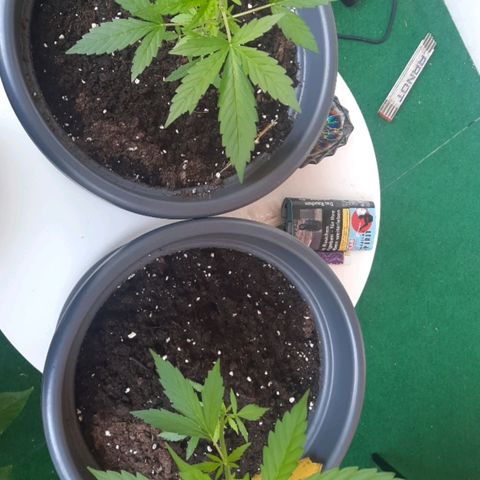 Michael & Jimmy - BCN Critical XXL growlog timeline photo
