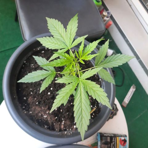 Michael & Jimmy - BCN Critical XXL growlog timeline photo