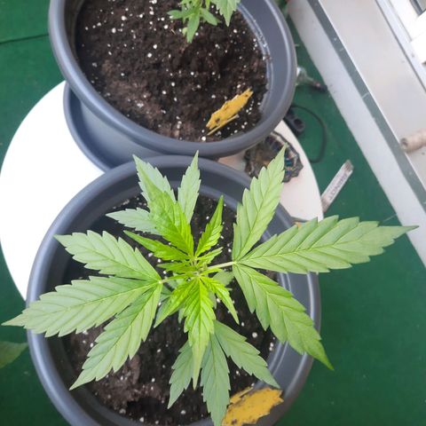 Michael & Jimmy - BCN Critical XXL growlog timeline photo