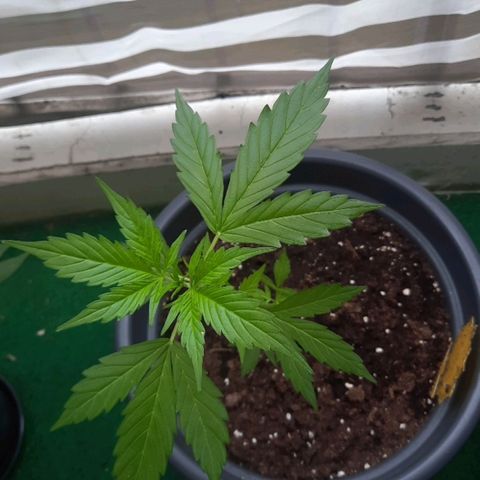Michael & Jimmy - BCN Critical XXL growlog timeline photo