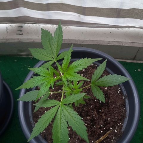Michael & Jimmy - BCN Critical XXL growlog timeline photo