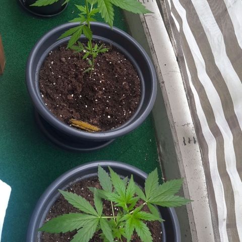 Michael & Jimmy - BCN Critical XXL growlog timeline photo