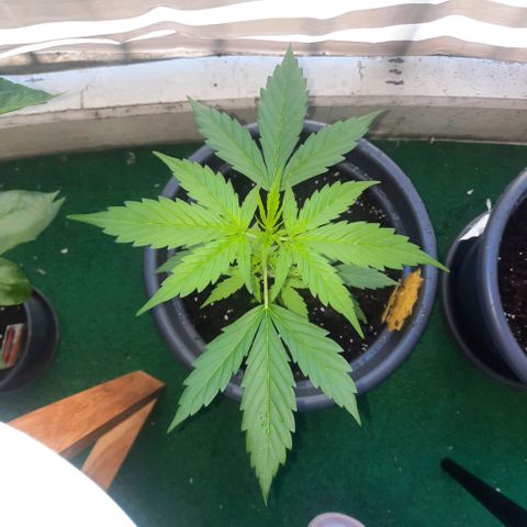 Michael & Jimmy - BCN Critical XXL growlog timeline photo