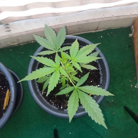Michael & Jimmy - BCN Critical XXL growlog timeline photo