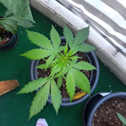 Michael & Jimmy - BCN Critical XXL growlog timeline photo