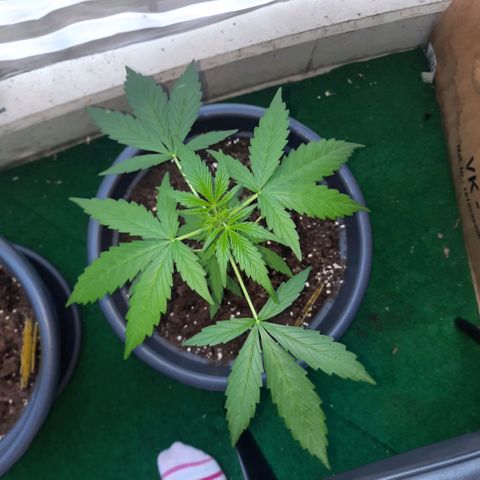 Michael & Jimmy - BCN Critical XXL growlog timeline photo