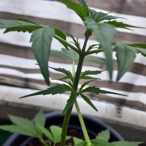 Michael & Jimmy - BCN Critical XXL growlog timeline photo