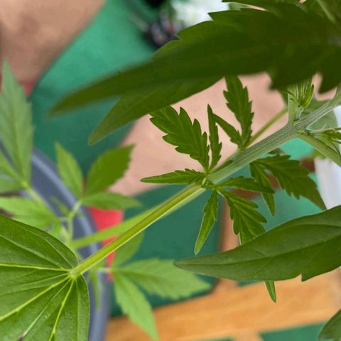 Michael & Jimmy - BCN Critical XXL growlog timeline photo