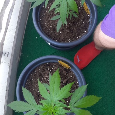 Michael & Jimmy - BCN Critical XXL growlog timeline photo