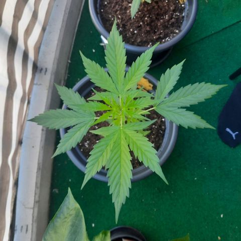 Michael & Jimmy - BCN Critical XXL growlog timeline photo