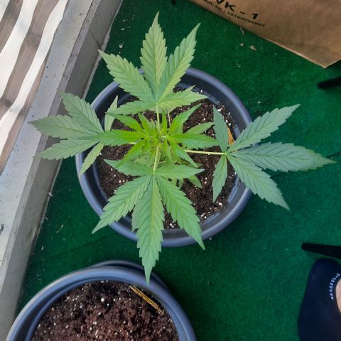 Michael & Jimmy - BCN Critical XXL growlog timeline photo