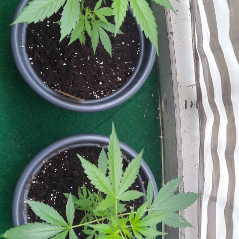 Michael & Jimmy - BCN Critical XXL growlog timeline photo