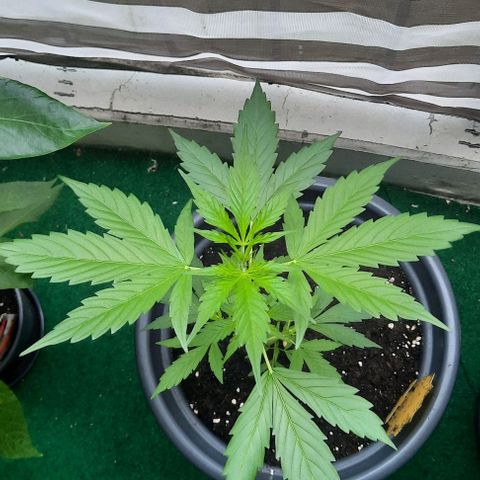 Michael & Jimmy - BCN Critical XXL growlog timeline photo