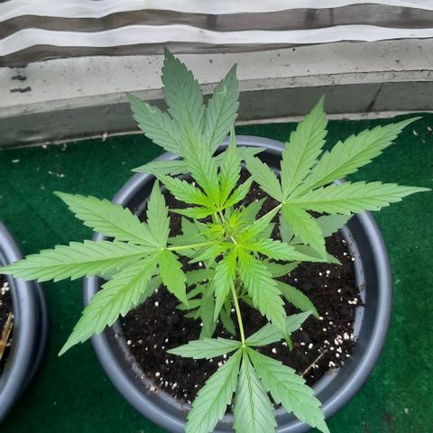 Michael & Jimmy - BCN Critical XXL growlog timeline photo