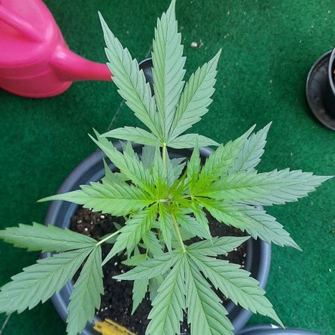 Michael & Jimmy - BCN Critical XXL growlog timeline photo