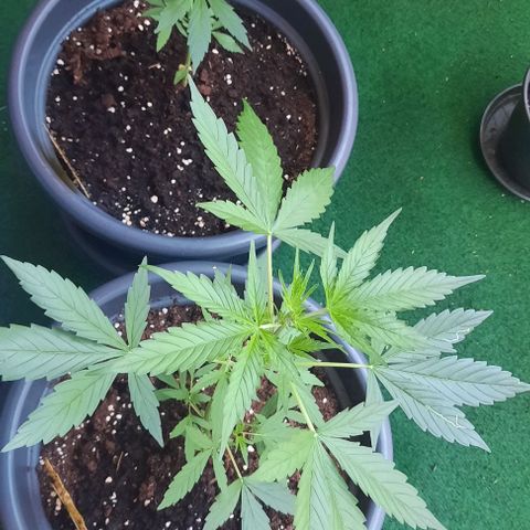Michael & Jimmy - BCN Critical XXL growlog timeline photo