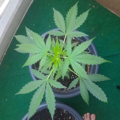 Michael & Jimmy - BCN Critical XXL growlog timeline photo