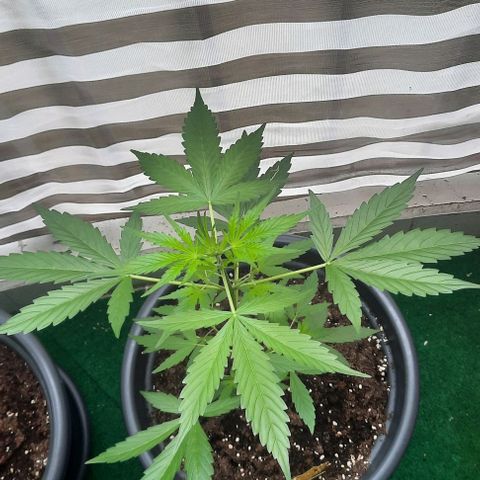 Michael & Jimmy - BCN Critical XXL growlog timeline photo