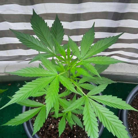 Michael & Jimmy - BCN Critical XXL growlog timeline photo