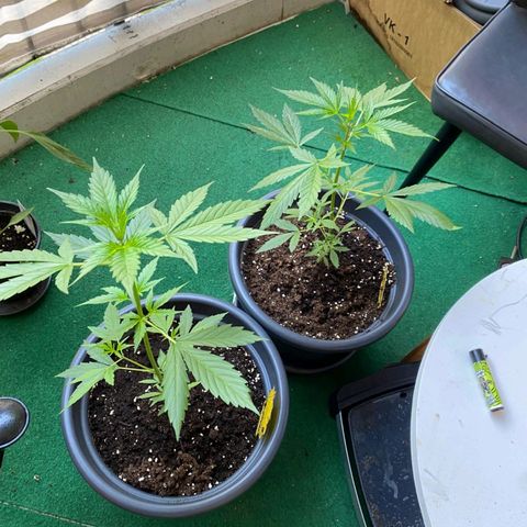 Michael & Jimmy - BCN Critical XXL growlog timeline photo