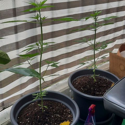 Michael & Jimmy - BCN Critical XXL growlog timeline photo