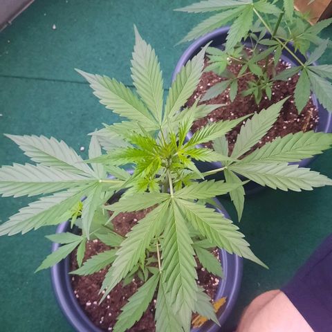 Michael & Jimmy - BCN Critical XXL growlog timeline photo