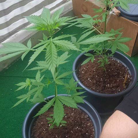 Michael & Jimmy - BCN Critical XXL growlog timeline photo