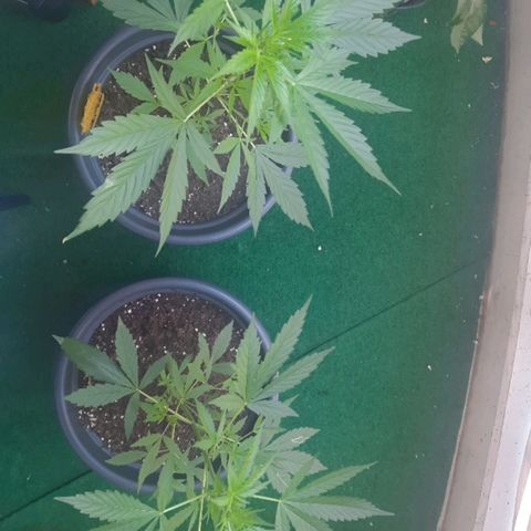 Michael & Jimmy - BCN Critical XXL growlog timeline photo