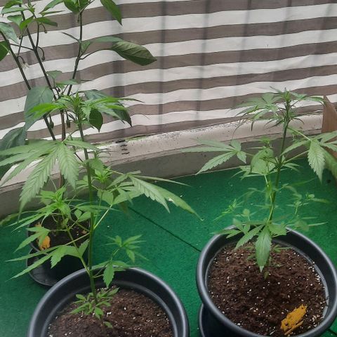 Michael & Jimmy - BCN Critical XXL growlog timeline photo