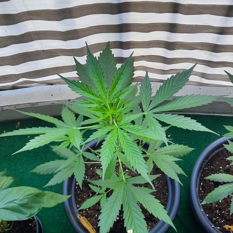 Michael & Jimmy - BCN Critical XXL growlog timeline photo