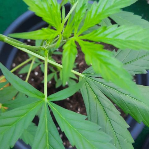 Michael & Jimmy - BCN Critical XXL growlog timeline photo